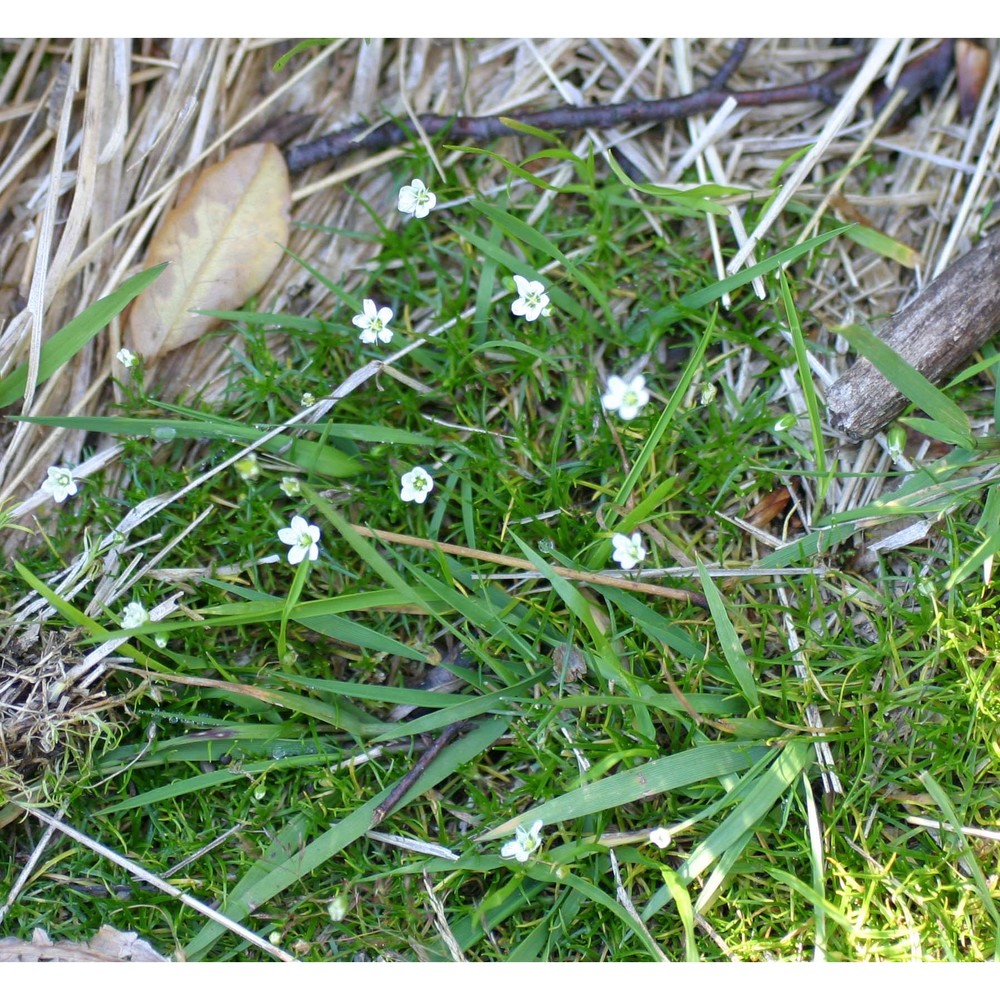 sagina glabra (willd.) fenzl