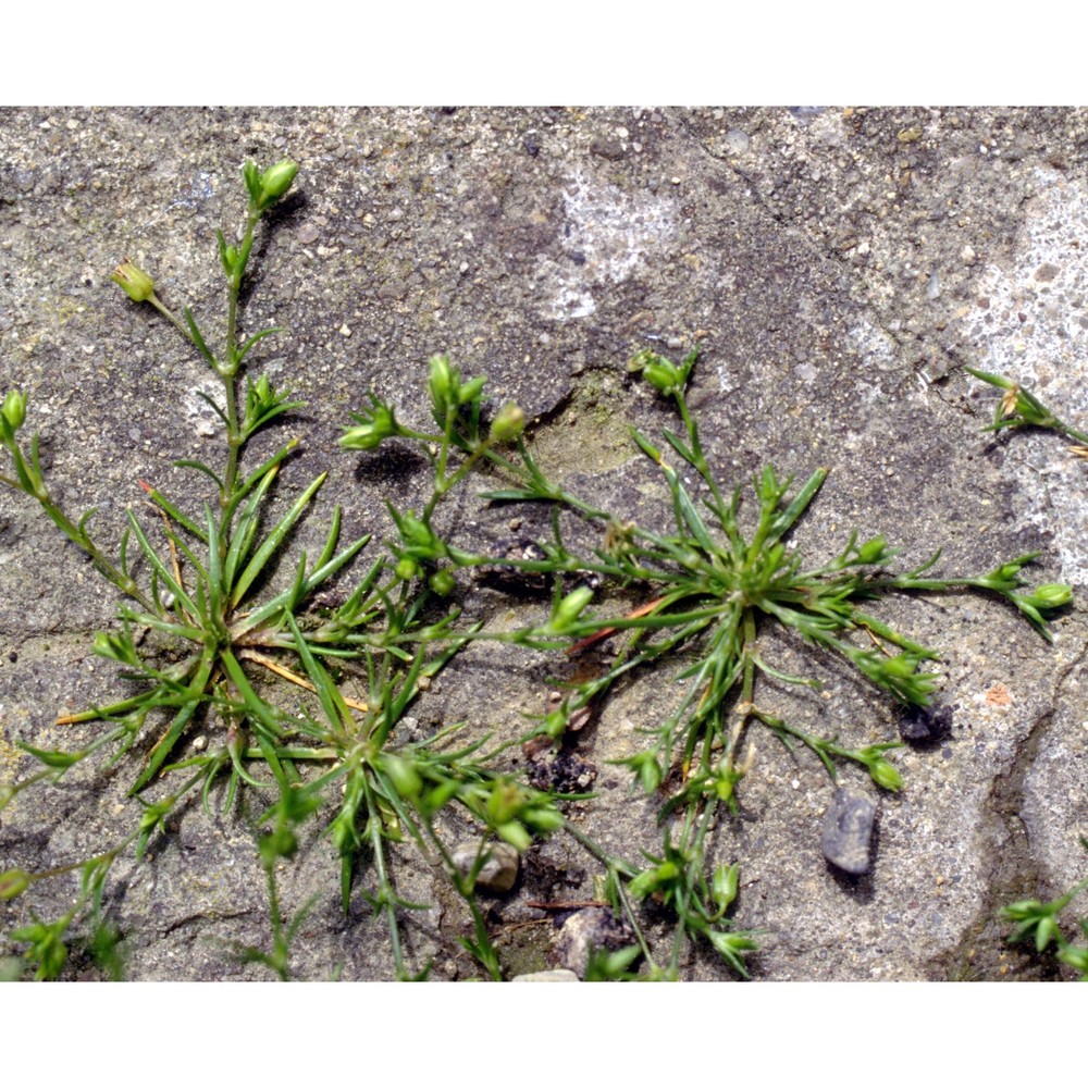 sagina procumbens l.