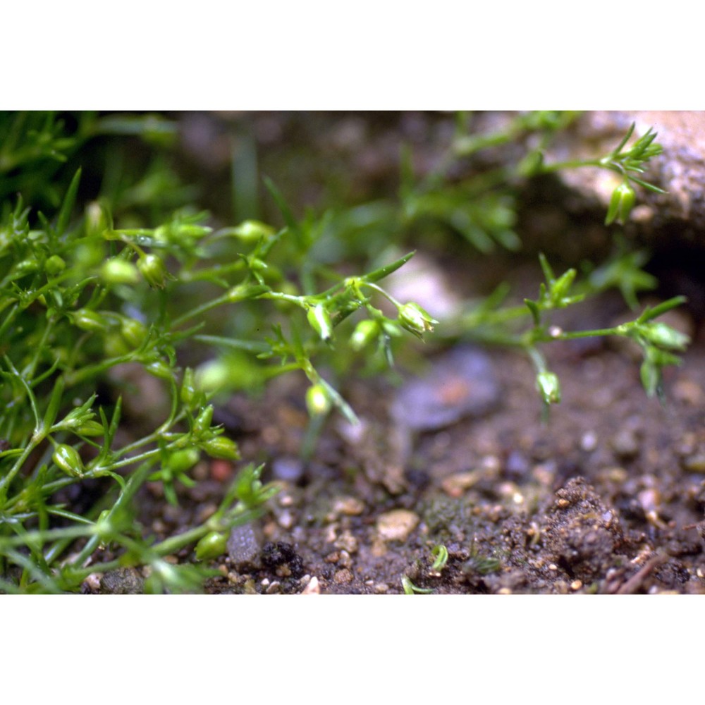 sagina procumbens l.