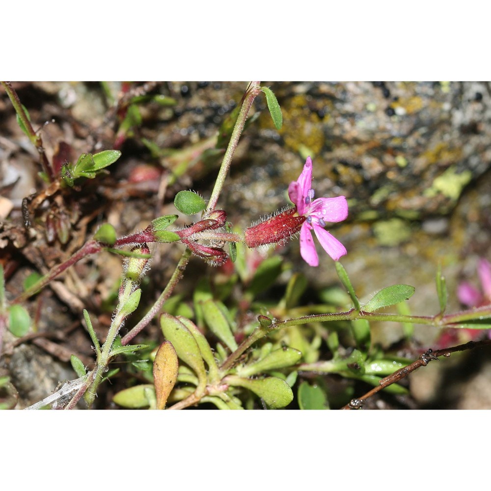 saponaria alsinoides viv.