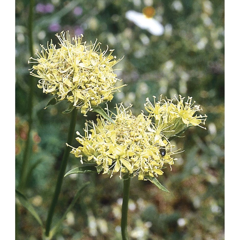 saponaria bellidifolia sm.