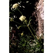 saponaria bellidifolia sm.