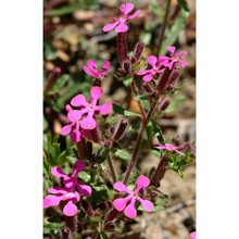 saponaria calabrica guss.