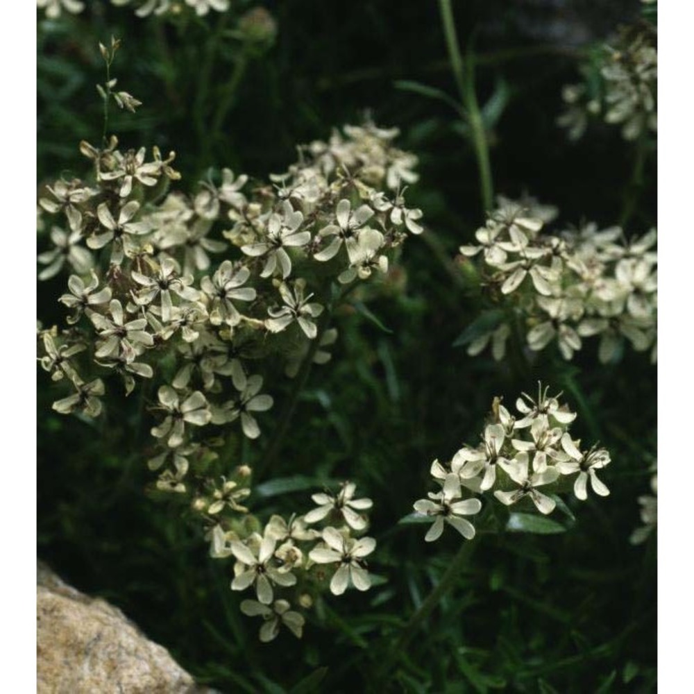 saponaria lutea l.