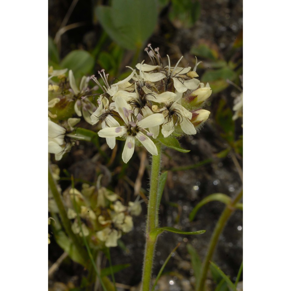 saponaria lutea l.