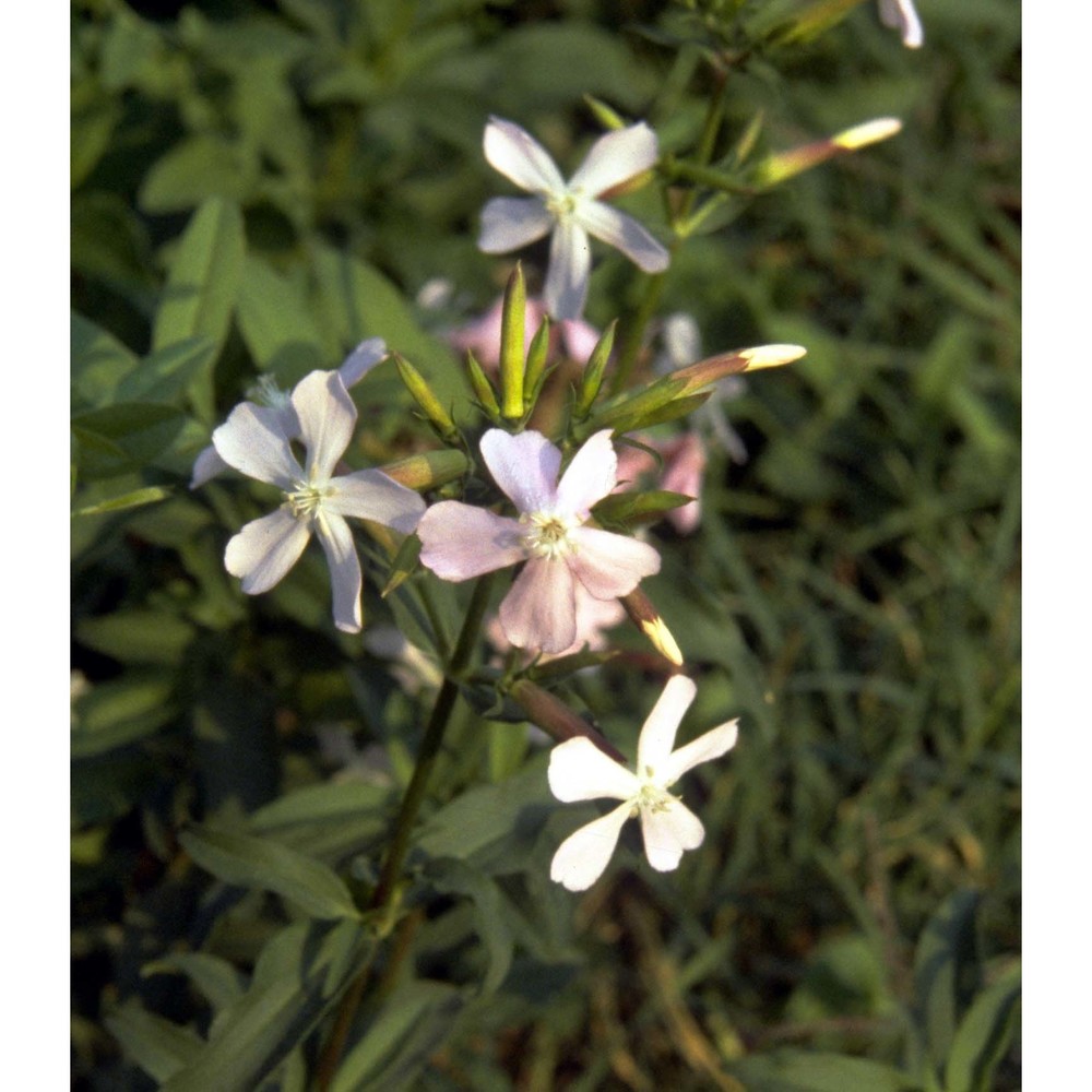 saponaria officinalis l.