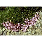 saponaria pumila janch.