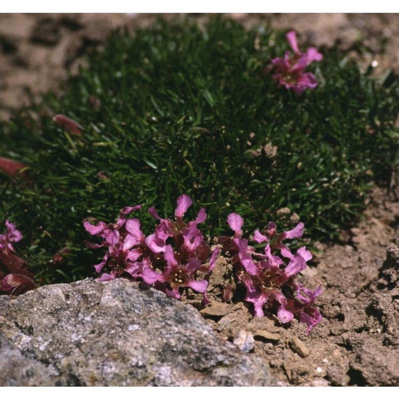 saponaria pumila janch.