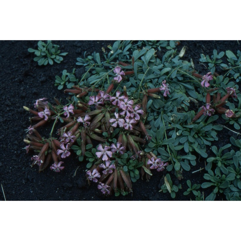 saponaria sicula raf.