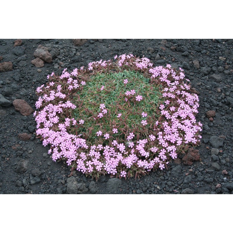 saponaria sicula raf.