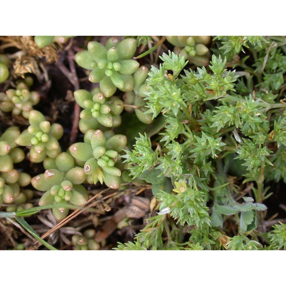 scleranthus marginatus guss.