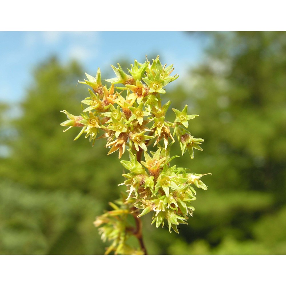 scleranthus uncinatus schur