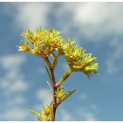 scleranthus uncinatus schur