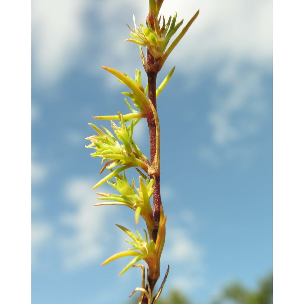 scleranthus uncinatus schur