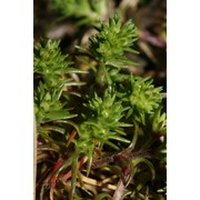 scleranthus verticillatus tausch