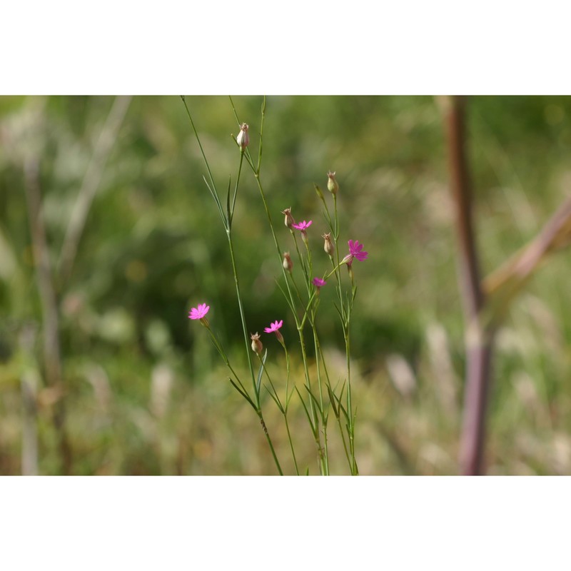 silene annulata thore