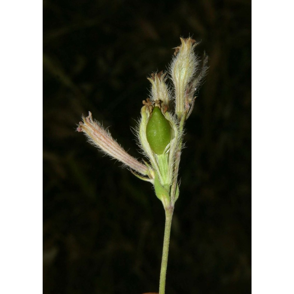 silene bellidifolia jacq.