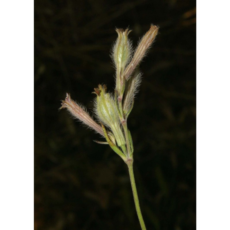 silene bellidifolia jacq.