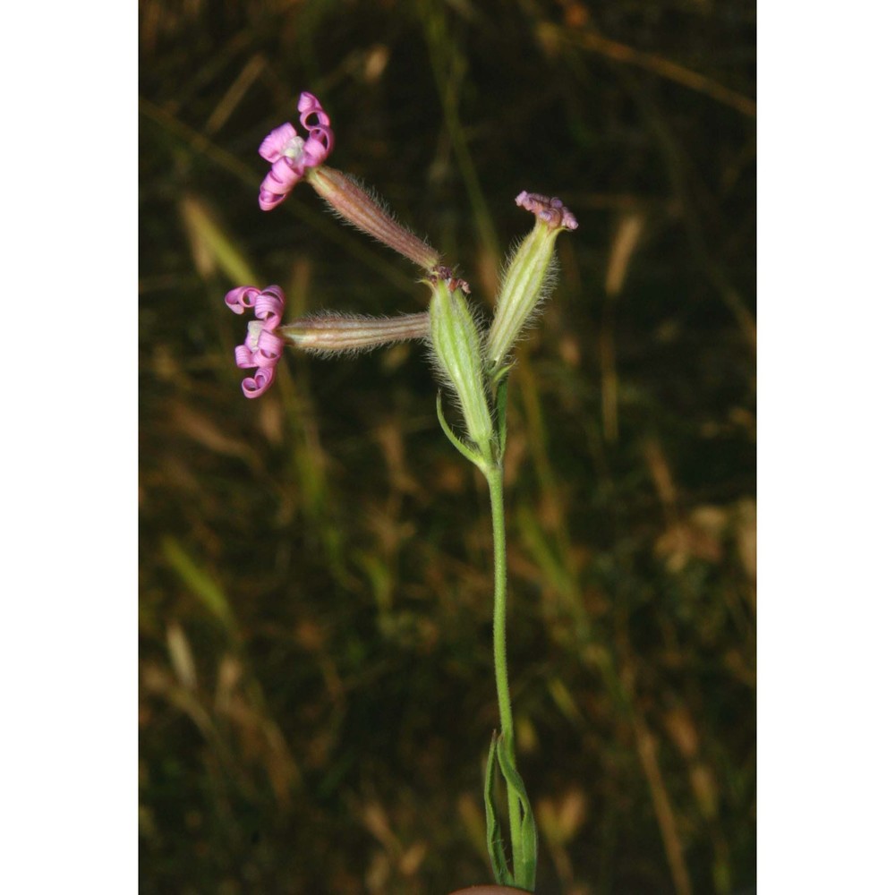 silene bellidifolia jacq.