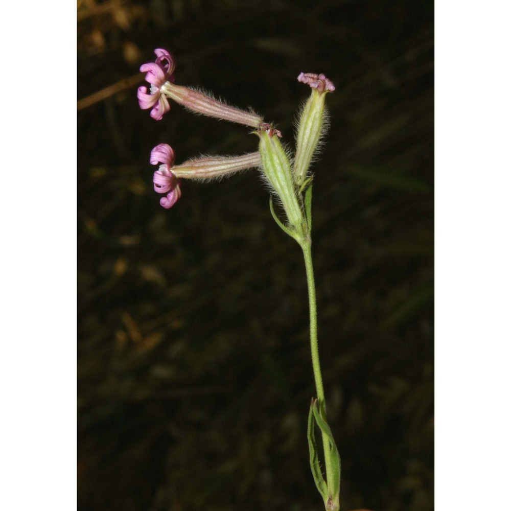 silene bellidifolia jacq.