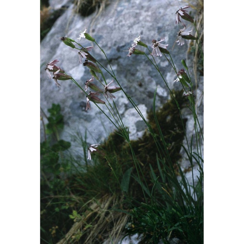 silene campanula pers.