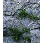 silene campanula pers.