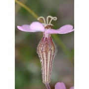 silene canescens ten.