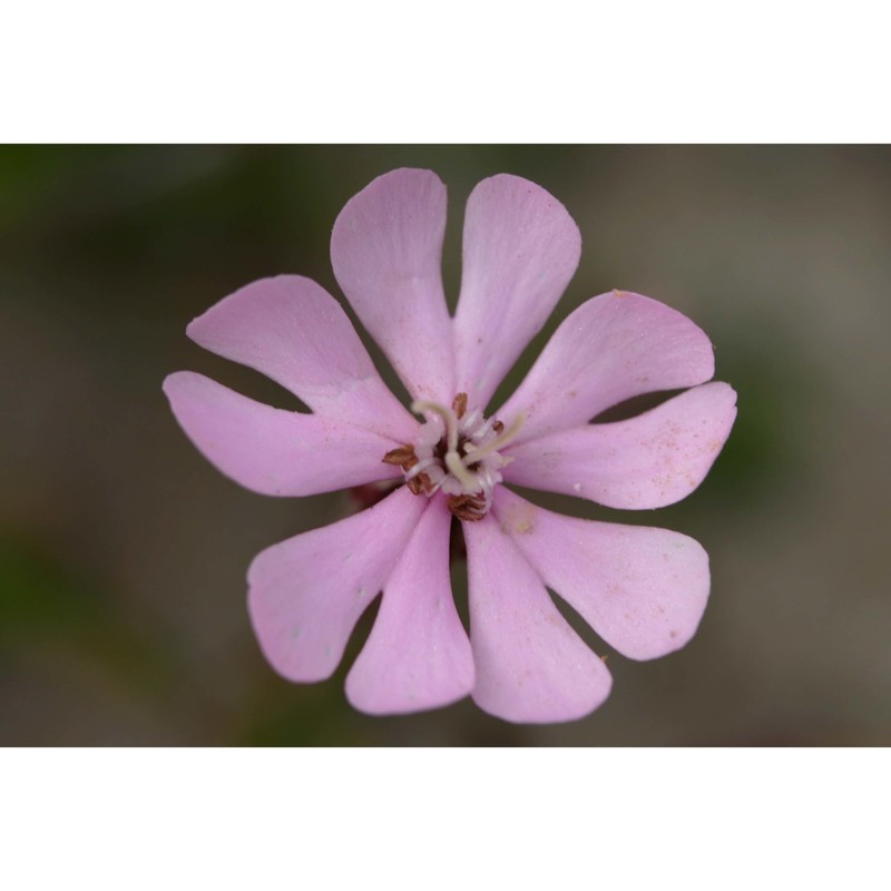 silene canescens ten.