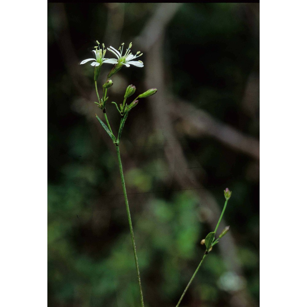 silene catholica (l.) w. t. aiton