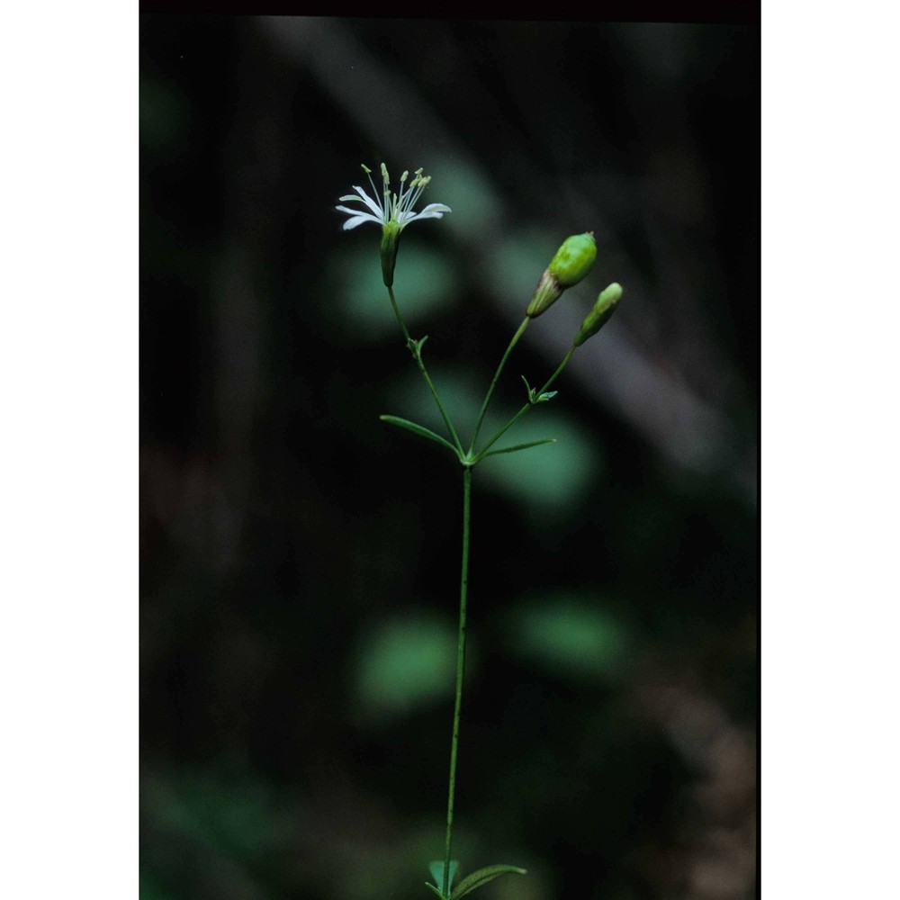 silene catholica (l.) w. t. aiton