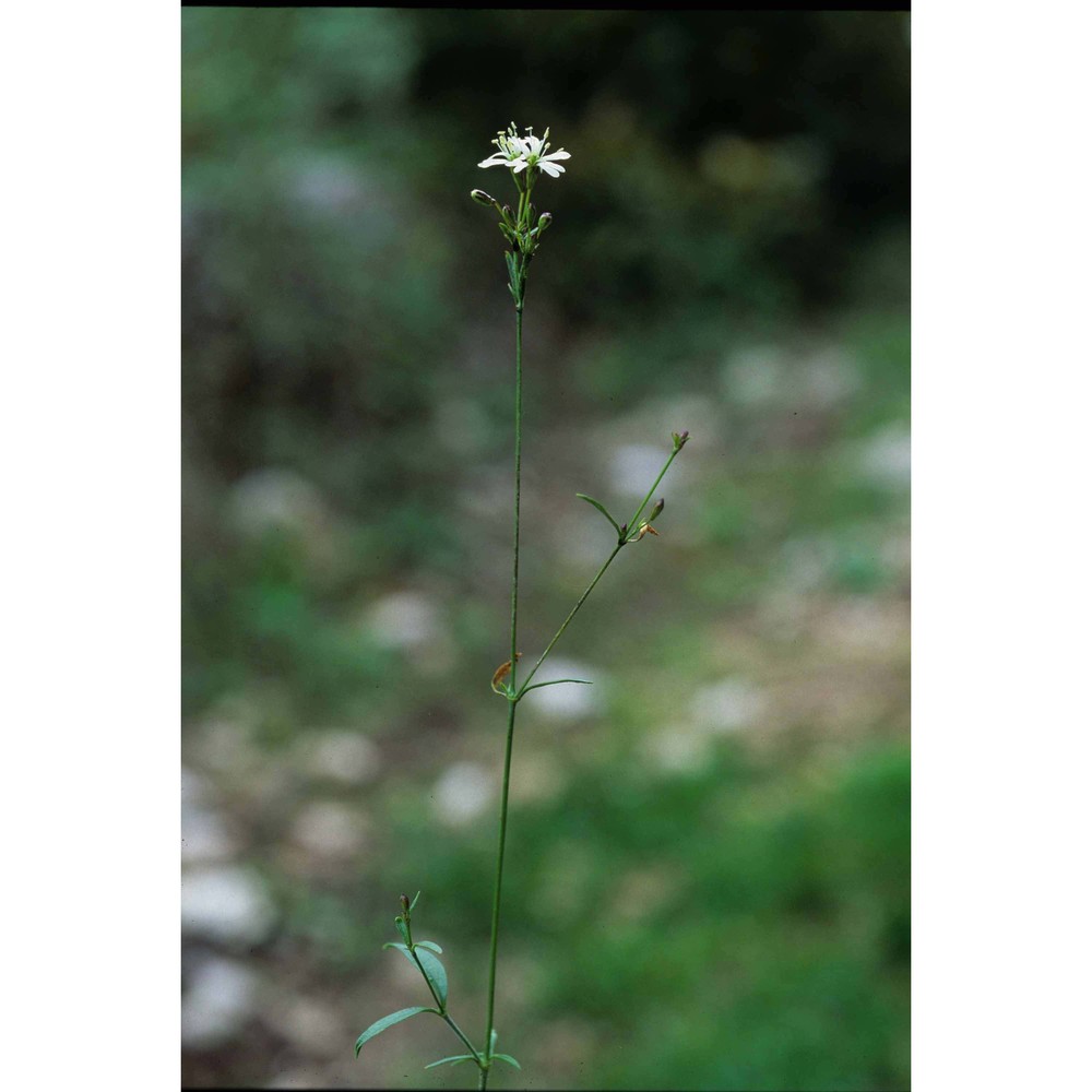 silene catholica (l.) w. t. aiton