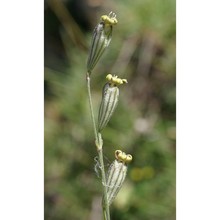 silene ciliata pourr. subsp. graefferi (guss.) nyman