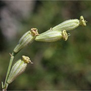 silene ciliata pourr. subsp. graefferi (guss.) nyman