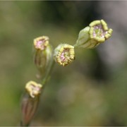 silene ciliata pourr. subsp. graefferi (guss.) nyman