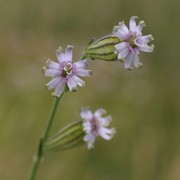 silene ciliata pourr. subsp. graefferi (guss.) nyman