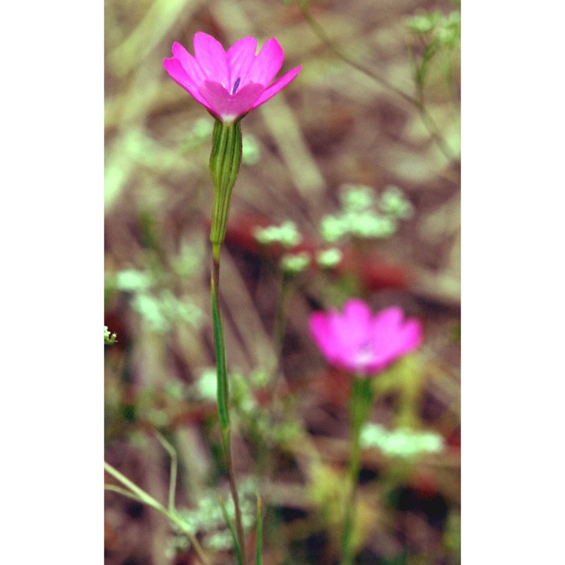 silene coeli-rosa (l.) godr.