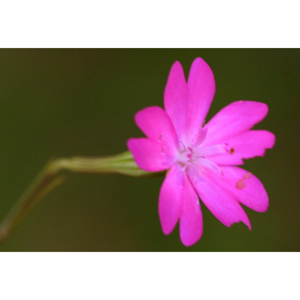 silene coeli-rosa (l.) godr.