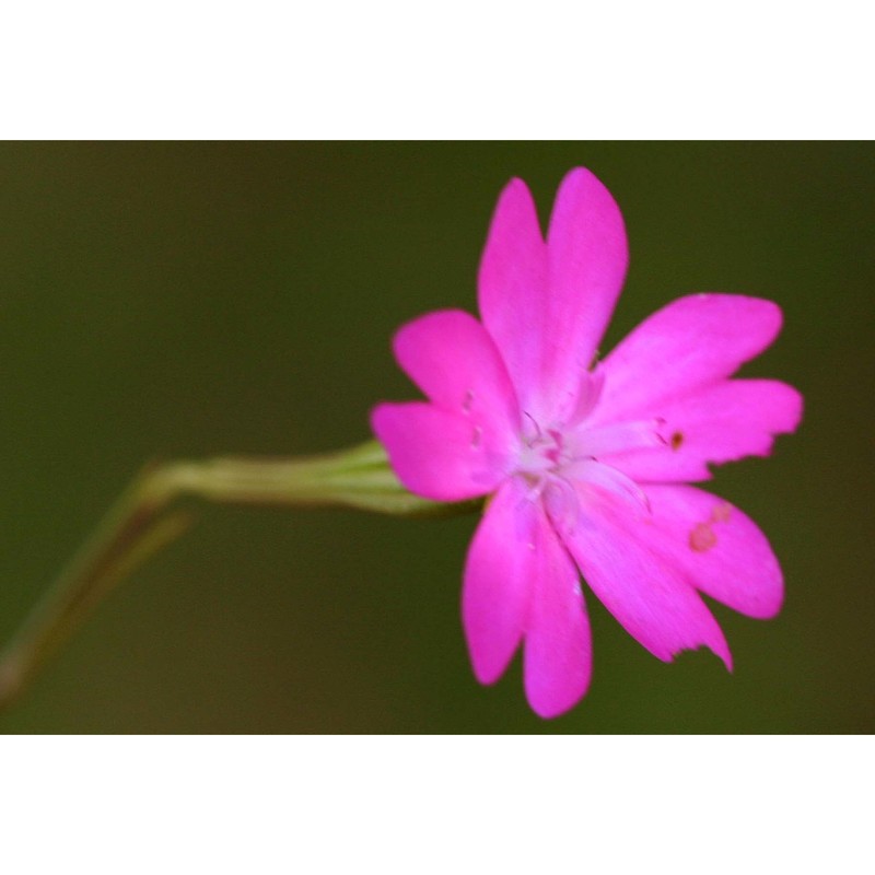 silene coeli-rosa (l.) godr.