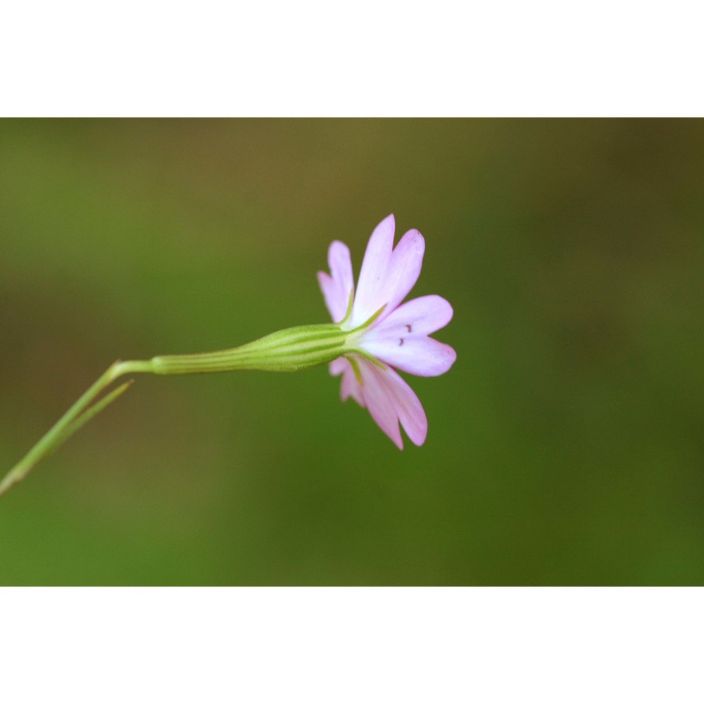 silene coeli-rosa (l.) godr.