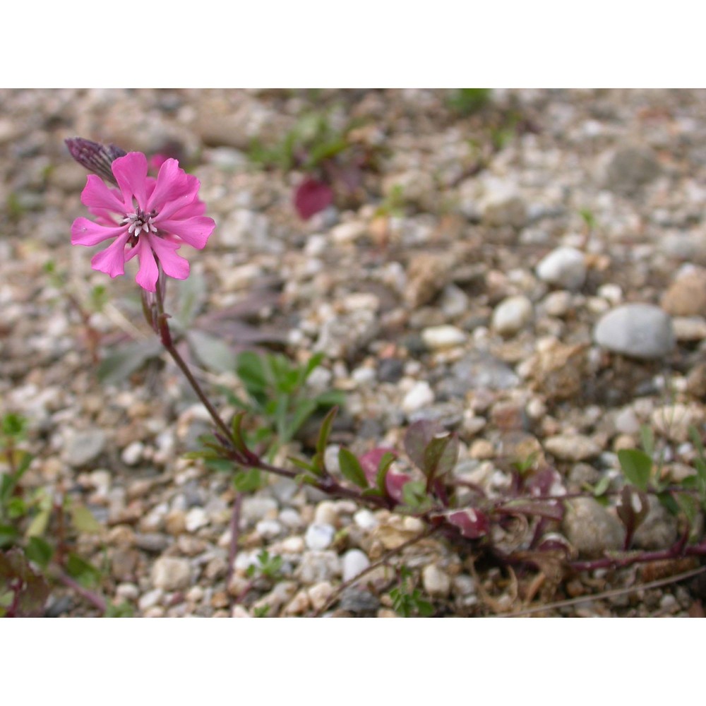 silene colorata poir.