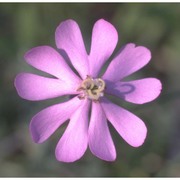 silene colorata poir.