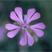 silene colorata poir.