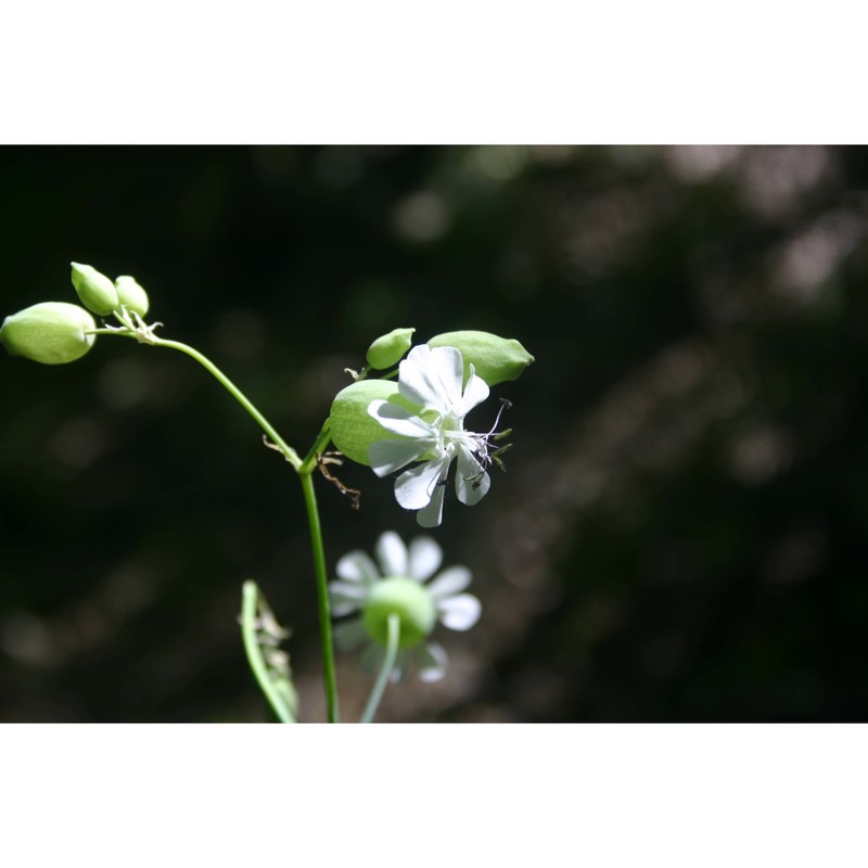 silene commutata guss.