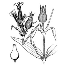 silene conoidea l.