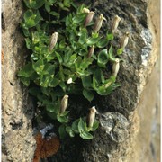 silene cordifolia all.