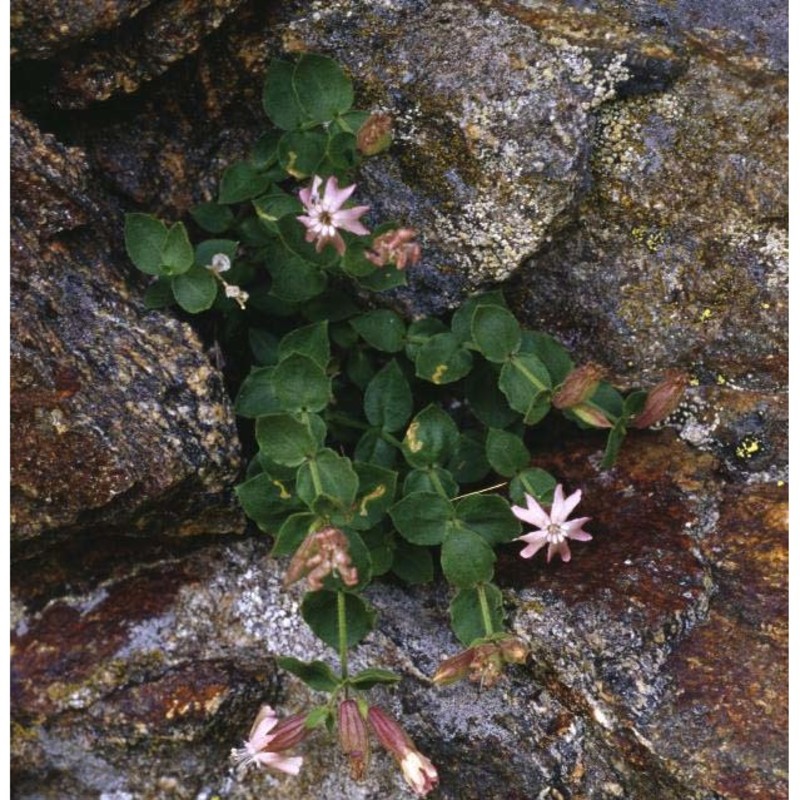 silene cordifolia all.