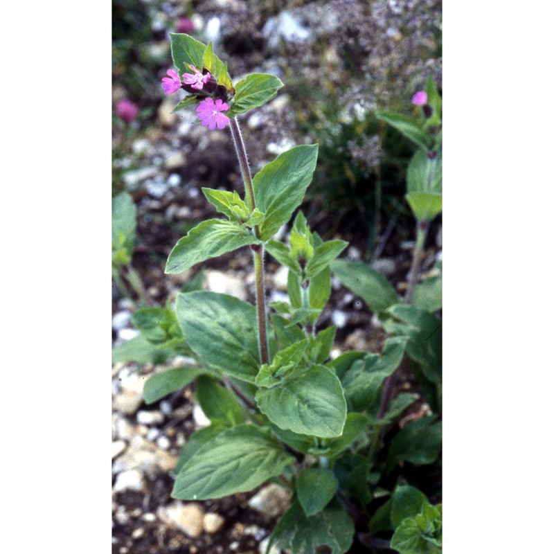 silene dioica (l.) clairv.