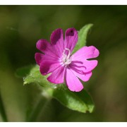 silene dioica (l.) clairv.