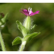 silene dioica (l.) clairv.