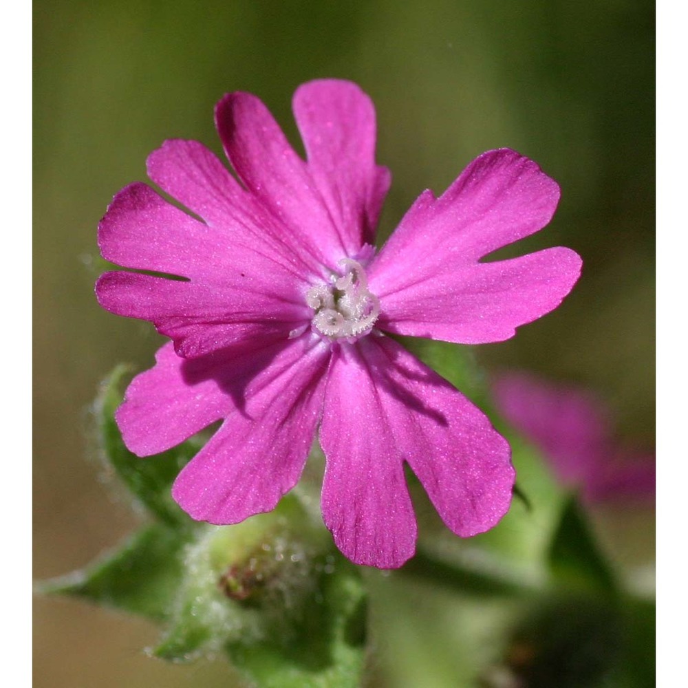 silene dioica (l.) clairv.